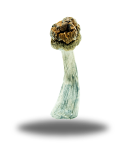 Psilocybin – Trinity AAAA+