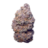 Scooby Snacks – Sativa