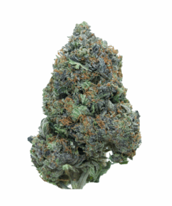 Gas Mask – Indica