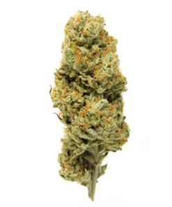 Recon – Indica