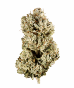 GG4 – Sativa
