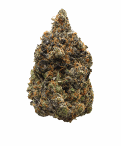 Pink Bazooka – Indica