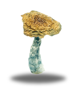 Alien Death Cookies – Indica