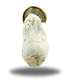 Psilocybin ��� Makilla Gorilla AAAA+ Psilocybin ��� Makilla Gorilla AAAA+
