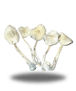 Psilocybin – Albino AAAA+