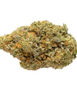 White Freezie – Hybrid