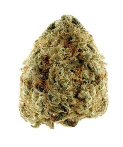 Willy Wonka – Hybrid Willy Wonka – Hybrid