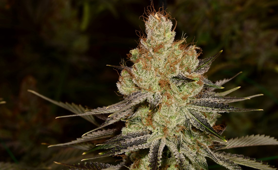 Agent Orange Sativa Unrolled agent orange sativa unrolled 2 - Agent Orange Sativa Unrolled