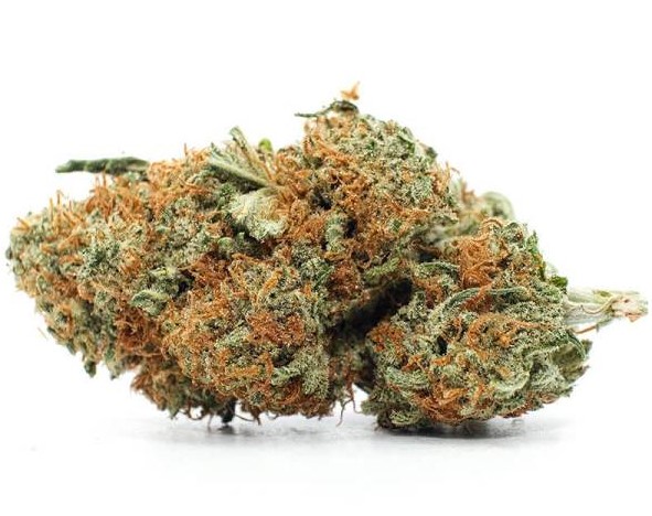 Agent Orange Sativa Unrolled agent orange sativa unrolled 3 - Agent Orange Sativa Unrolled