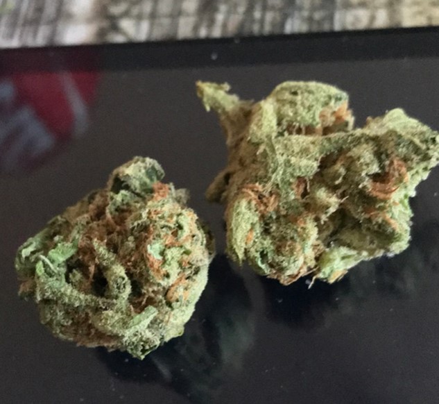 Agent Orange Sativa Unrolled agent orange sativa unrolled - Agent Orange Sativa Unrolled