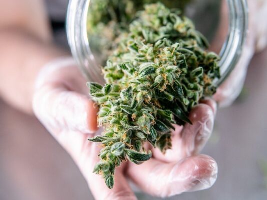 Hemp Wick ajax weed delivery 533x400 - Hemp Wick