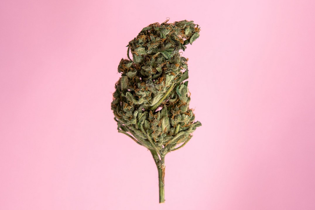 Autoflowering Cannabis Seeds autoflowering cannabis seeds 2 - Autoflowering Cannabis Seeds