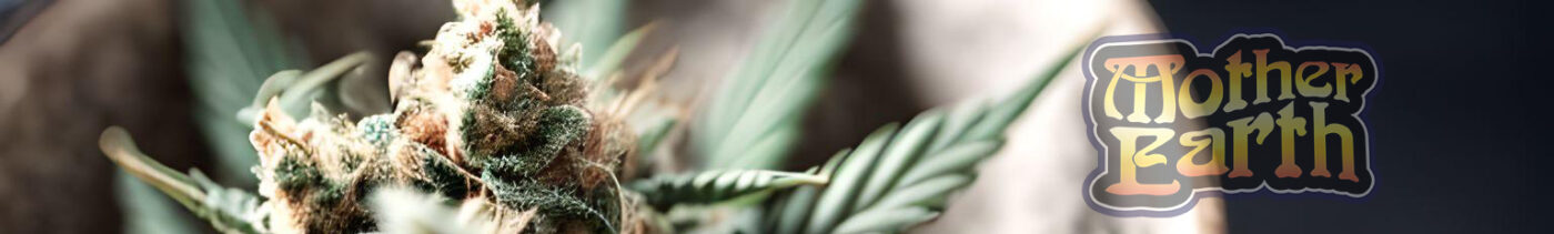 best hash online canada buying hash in canada guide 2222 3 1400x211 - Best Hash Online Canada: Buying Hash in Canada Guide