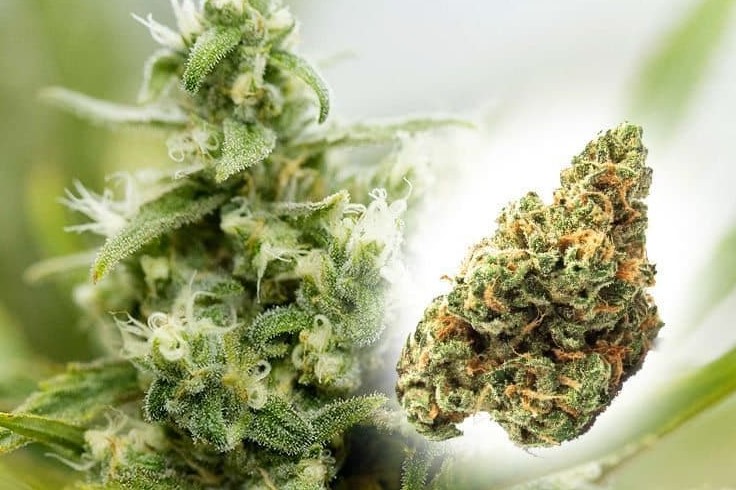 Hybrid Strains Guide best hybrid strains 12 - Hybrid Strains Guide