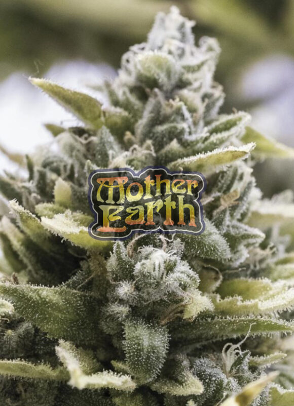 Buying Cannabis in Ontario: OCS Online Dispensary Guide buying cannabis in ontario ocs online dispensary guide 1111 580x800 - Buying Cannabis in Ontario: OCS Online Dispensary Guide