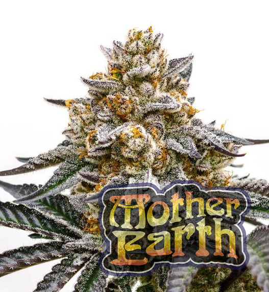 Buying Cannabis in Ontario: OCS Online Dispensary Guide buying cannabis in ontario ocs online dispensary guide 12 0 - Buying Cannabis in Ontario: OCS Online Dispensary Guide