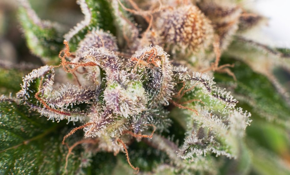 Terpinolene cannabis Terpinolene 2 - Terpinolene