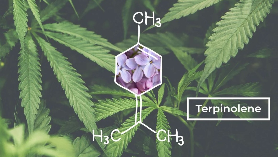 Terpinolene cannabis Terpinolene 3 - Terpinolene