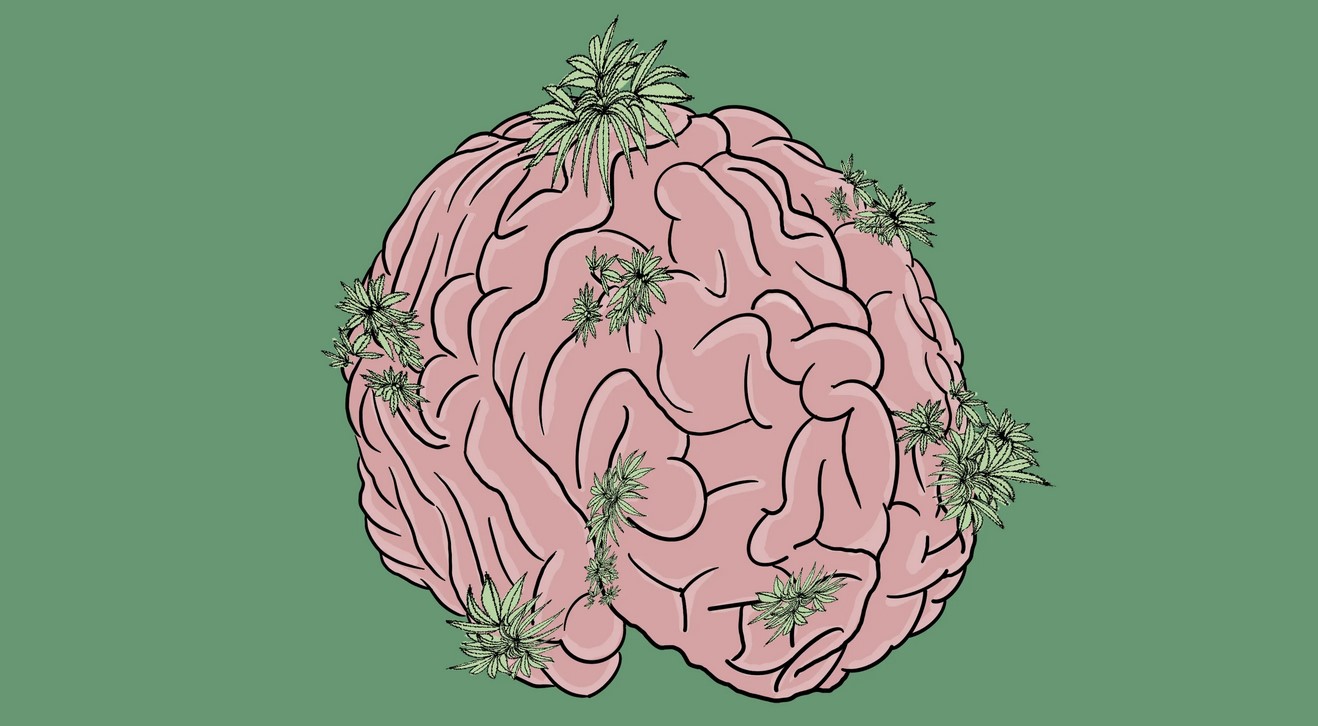 Cannabis and Memory Loss cannabis and memory loss 4 - Cannabis and Memory Loss
