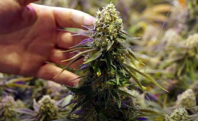 cannabis bloom boosters guide 3 652x400 - Cannabis Bloom Boosters Guide