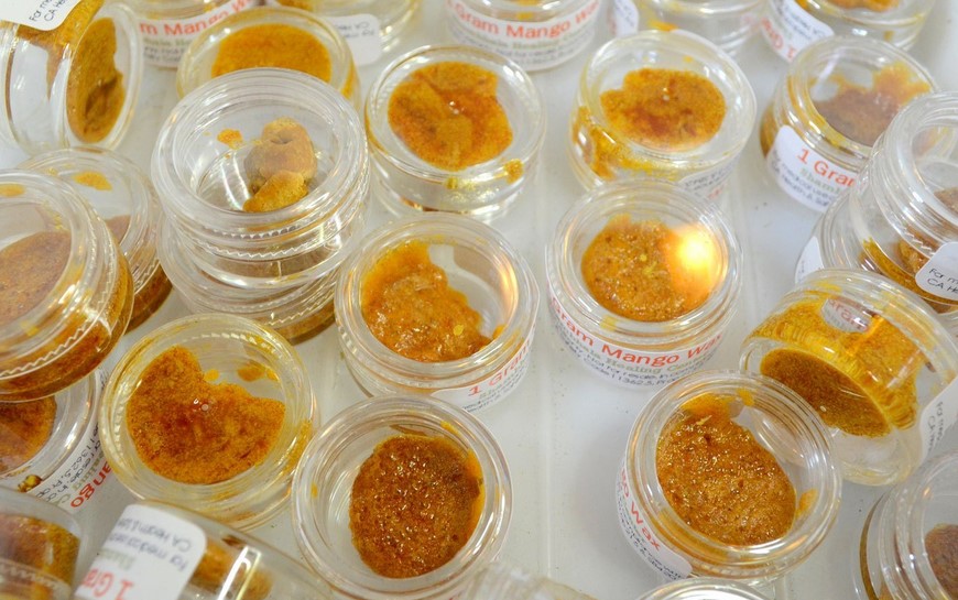 What are Cannabis Concentrates and How do You Consume Them? cannabis concentrates complete guide 9 - What are Cannabis Concentrates and How do You Consume Them?