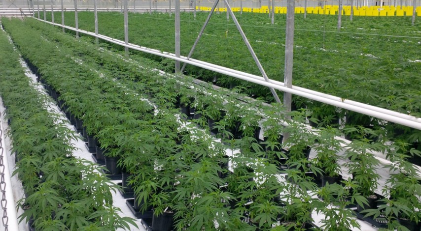 Cannabis Cultivation cannabis cultivation - Cannabis Cultivation