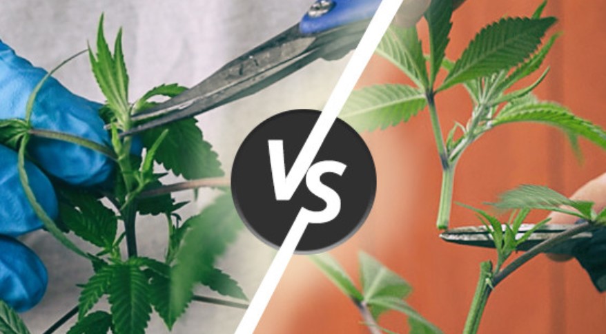 Cannabis Growing Guide: Topping Vs. Fimming - Cheap Weed Delivery ...