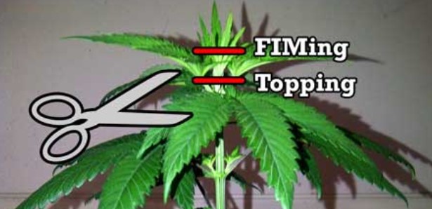 Cannabis Growing Guide: Topping Vs. Fimming cannabis growing guide topping vs fimming - Cannabis Growing Guide: Topping Vs. Fimming