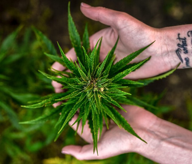 Kush Effects: Everything You Need to Know About Kush cbd and thc for sleep 3 - Kush Effects: Everything You Need to Know About Kush