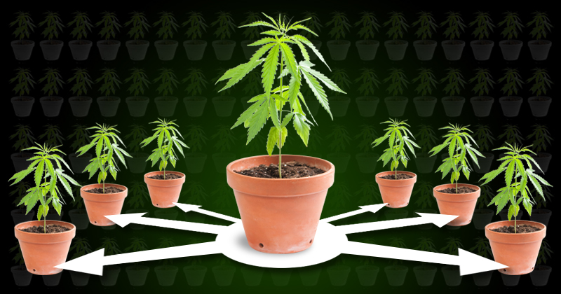 Cloning Cannabis: How to Clone Weed Plants cloning cannabis how to clone weed plants 4 - Cloning Cannabis: How to Clone Weed Plants