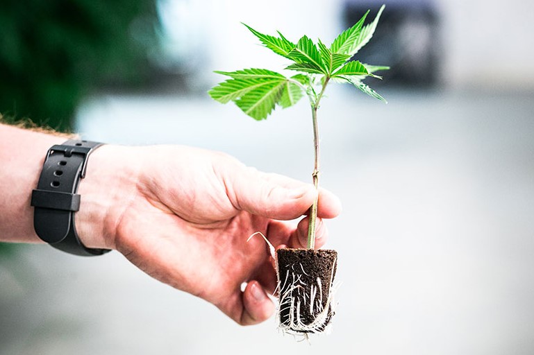 Cloning Cannabis: How to Clone Weed Plants cloning cannabis how to clone weed plants - Cloning Cannabis: How to Clone Weed Plants