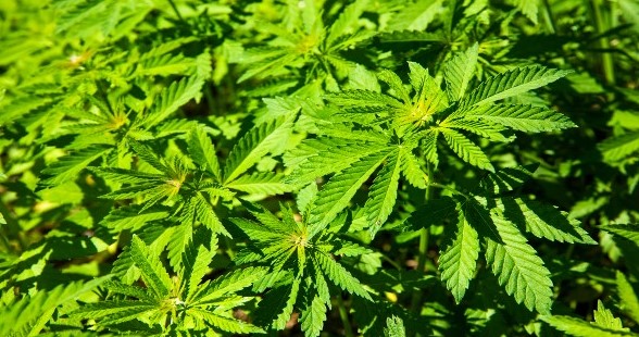 Dissolved Oxygen for Weed Plants dissolved oxygen do marijuana plants need oxygen 13 - Dissolved Oxygen for Weed Plants
