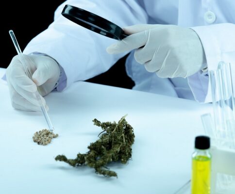 everything you need to know about cbd oil 6 484x400 - Everything You Need to Know About CBD Oil