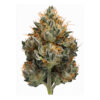 Knockout Pink – Indica Knockout Pink – Indica