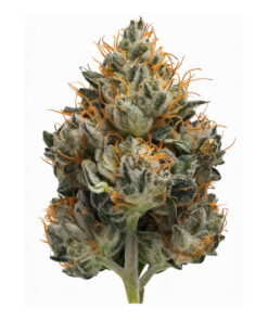 Dopeboy Pink –  Indica