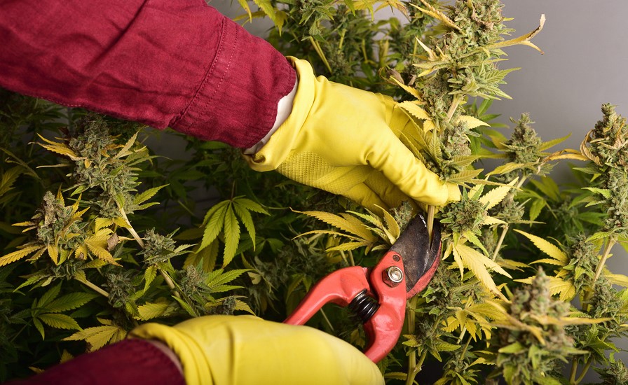 Grow Bigger Marijuana Buds Outdoors and Indoors grow bigger cannabis buds outdoors and indoors - Grow Bigger Marijuana Buds Outdoors and Indoors