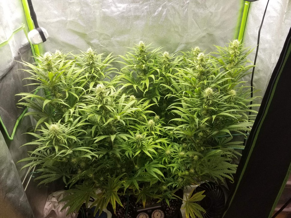 Growing Weed Indoors Guide growing weed indoors guide 7 - Growing Weed Indoors Guide