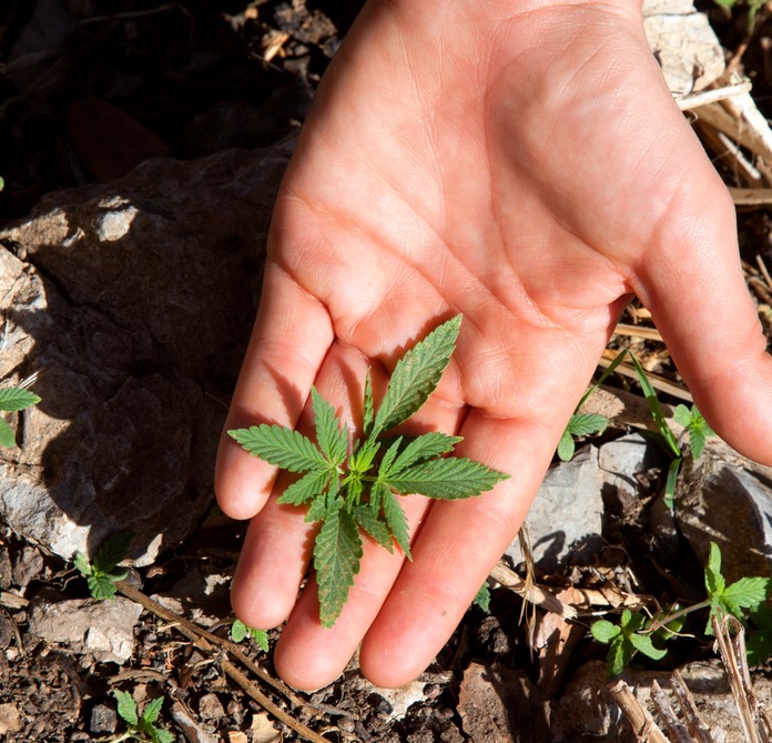 How to Grow Organic Cannabis how to grow organic cannabis 3 - How to Grow Organic Cannabis
