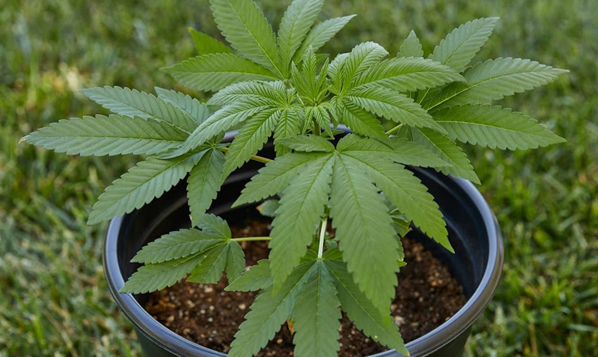 how to Grow Weed: Greenhouse how to grow weed - how to Grow Weed: Greenhouse