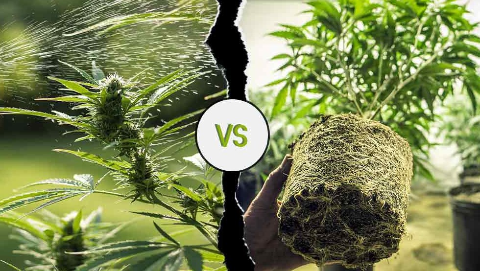 Indoor Vs Outdoor Weed: Which Is Better? indoor vs outdoor weed 01 - Indoor Vs Outdoor Weed: Which Is Better?