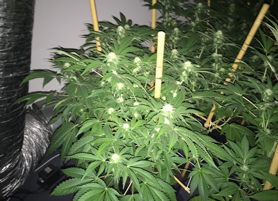 Jack Herer Marijuana Strain Review jack herer marijuana strain 01 - Jack Herer Marijuana Strain Review