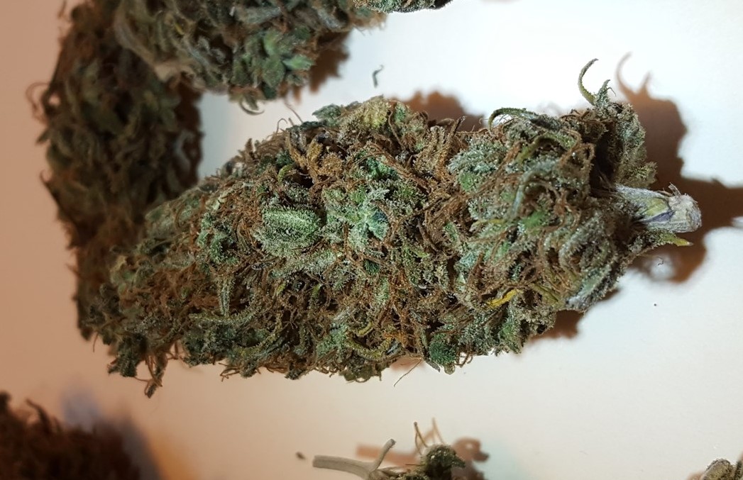 Jack Herer Marijuana Strain Review jack herer marijuana strain review 2 - Jack Herer Marijuana Strain Review