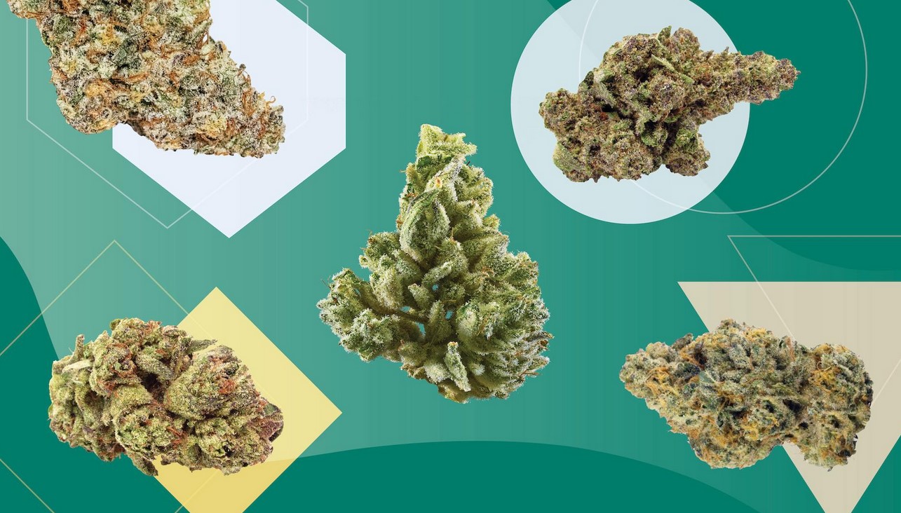 Top 5 Indoor Strains legalisation in usa 1 - Top 5 Indoor Strains
