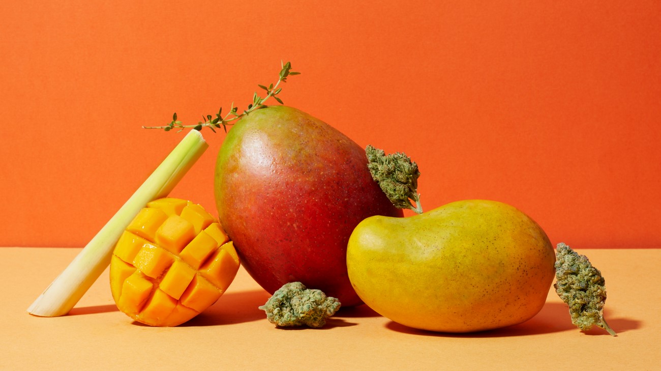 Mango Weed Strain Review mango strain review 8 - Mango Weed Strain Review