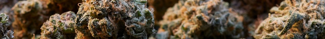 medispensary fl 2 - Farmer's Link Weed Delivery Toronto | Medispensary Cannabis Dispensary Reviews