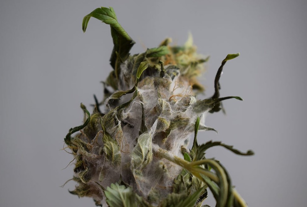Moldy Weed molde weed - Moldy Weed