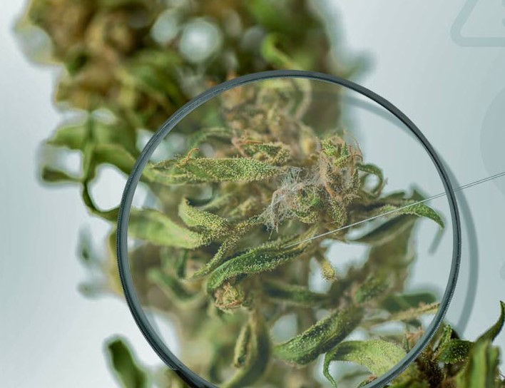 Moldy Cannabis moldy cannabis 2 - Moldy Cannabis