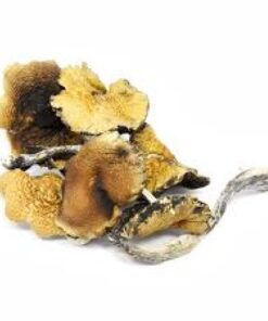 Psilocybin Mushrooms – AAAA+ Psilocybin Mushrooms – AAAA+