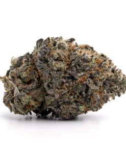 Passout Pink LSO – Indica