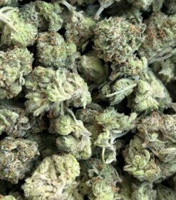 Passout Pink Smalls LSO